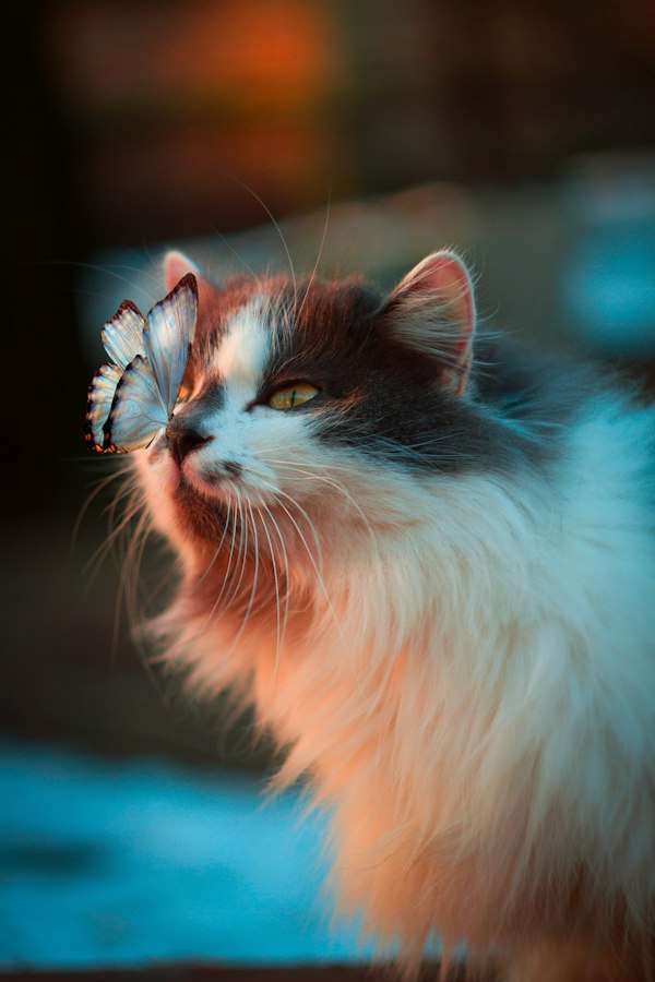 Cat photo 8